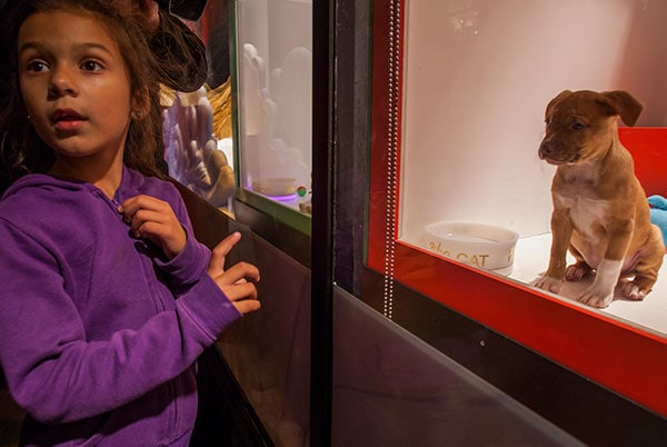 Puppies in Macy's holiday window