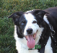 Black and white senior dog at Lily's Legacy