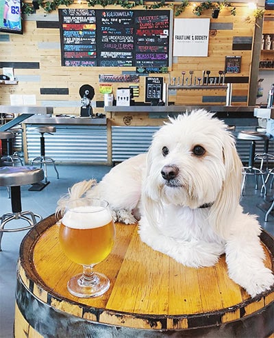 White dog bellying up to table