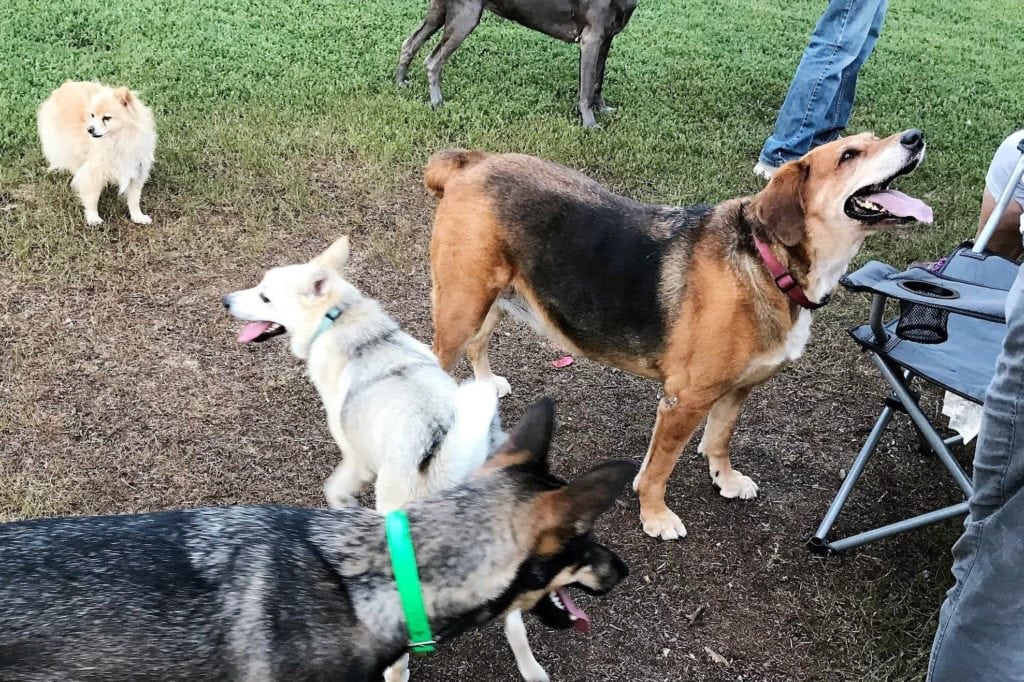 Concord dog park