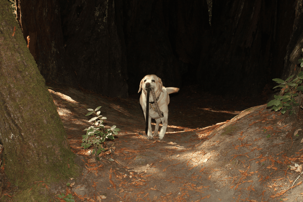 Dog forest bathing