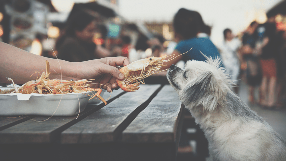 Dog hanging out at a patio table