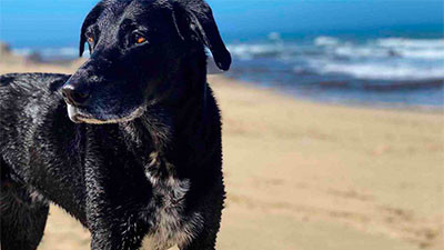 Cooper at the beach