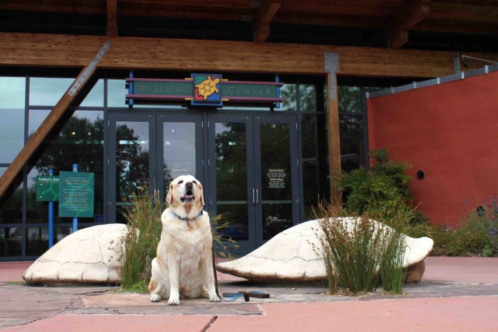 Dog in front of a hotel for Redding trip