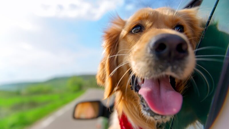 Golden Retriever enjoying the wind outside a car window