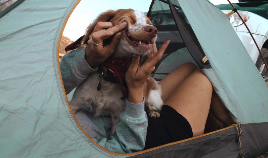 Dog camping in tent with a person