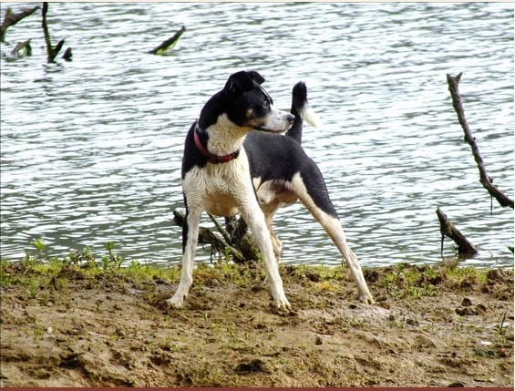 Dog walking around Keswick Reservoir in Redding 