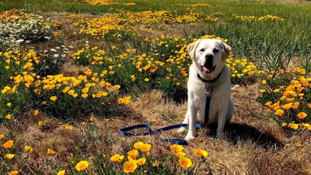 Maya hiking at Noyo Headlands Park in flowers