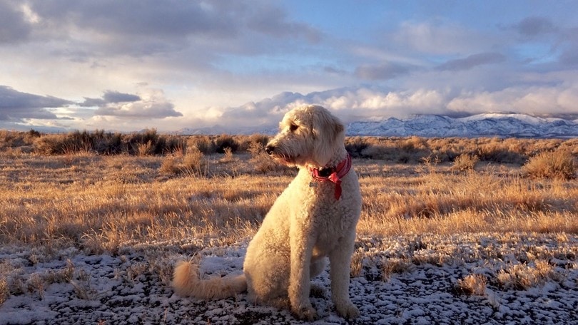 Dog at sunset