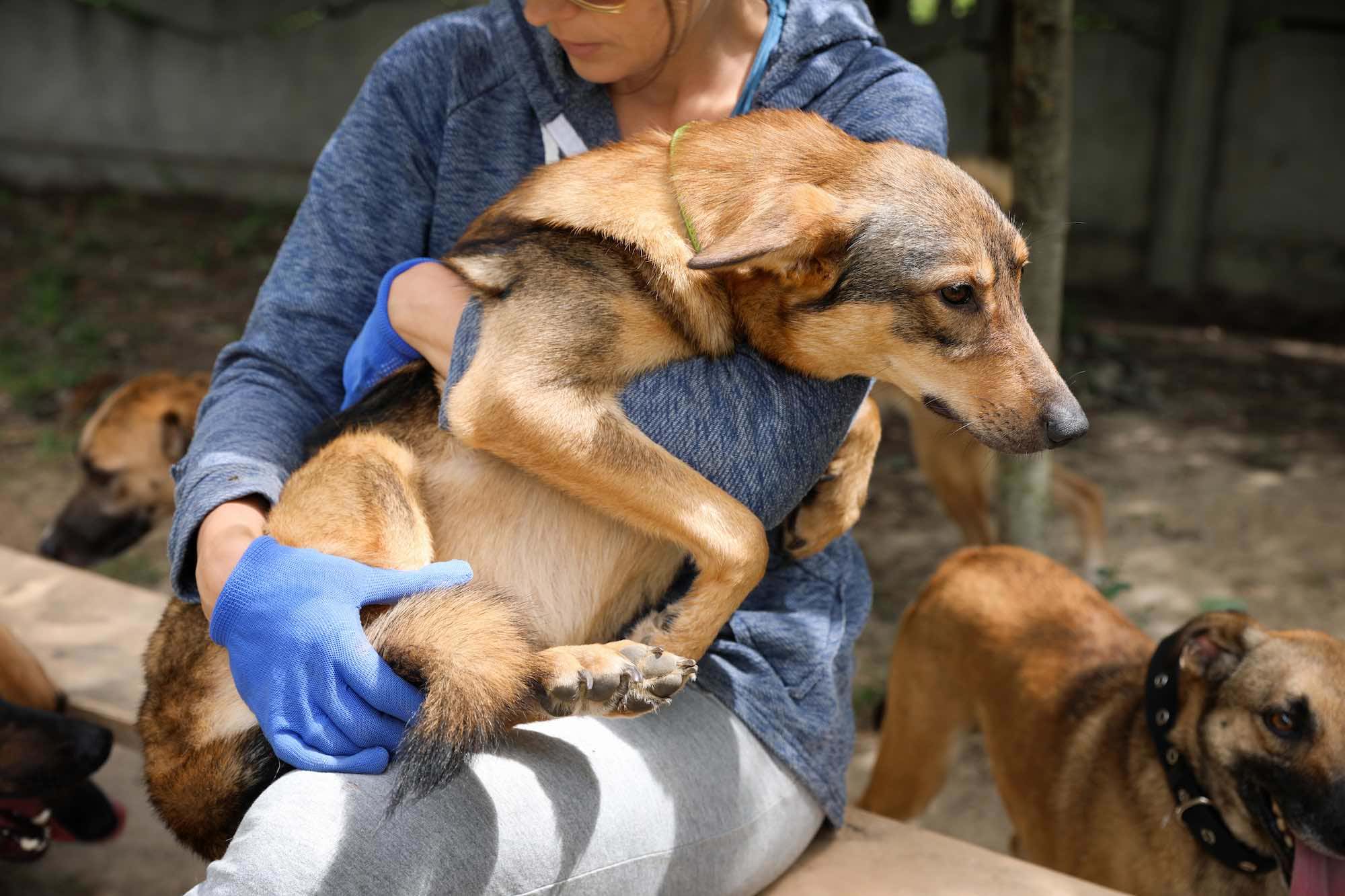 Woman volunteer  with homeless dog at shelter