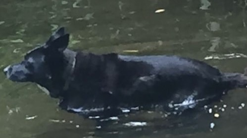 Swimming dog