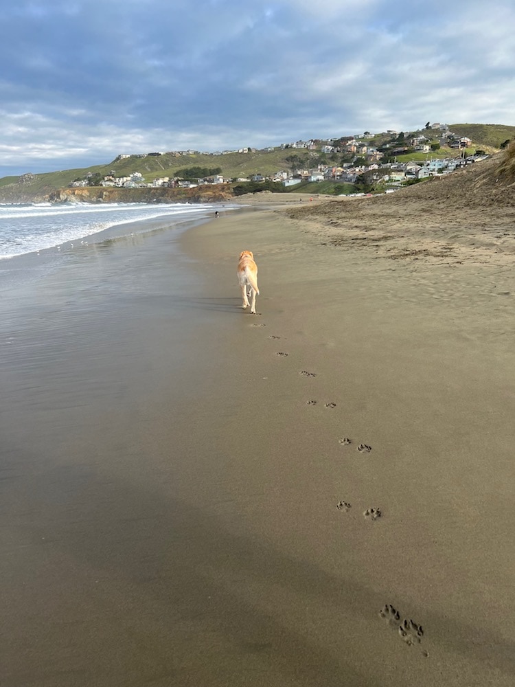 Harley the water dog on the beach