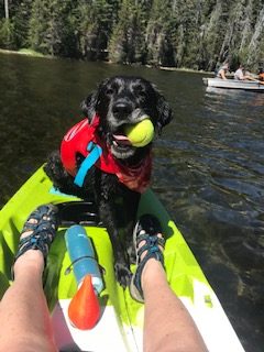 Shasta loves her tennis ball