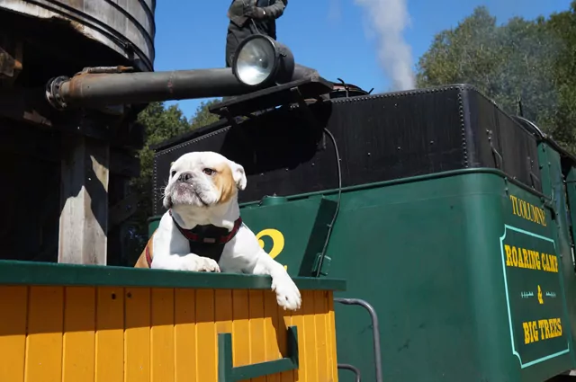 Dog on Santa Cruz train