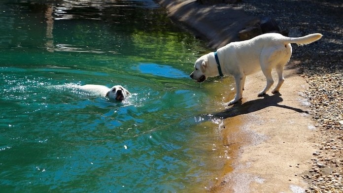 Dogs swimming