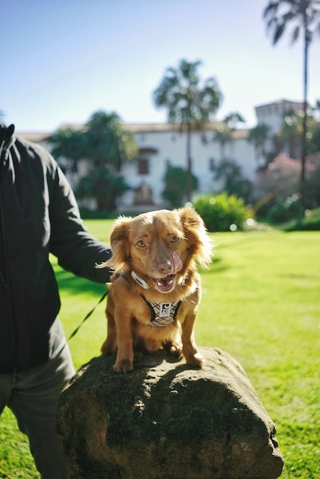 Dog on green grass in the winter in Southern California