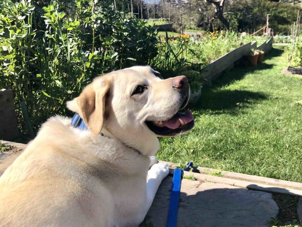 Kayla enjoying the sun at the Stanford Inn garden