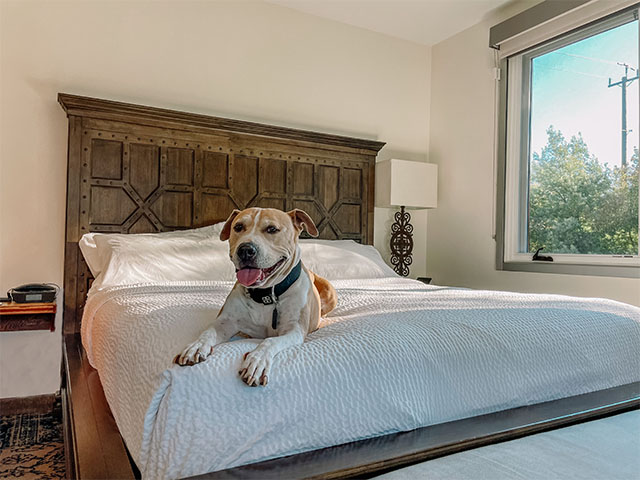 Dog enjoying a comfy bed