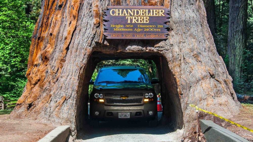 Car with dog going through the Chandelier Drive-Thru tree