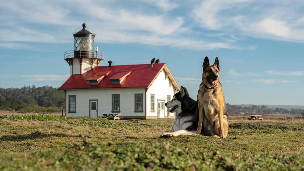 German Shepherd by historic location in Mendocino County