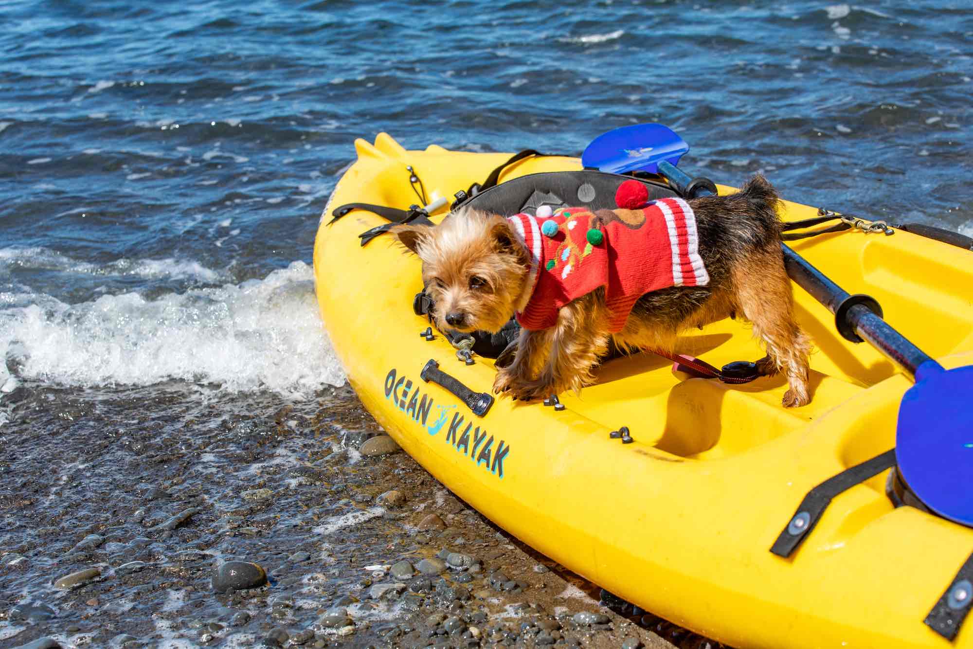 Water dog on boat in Mendocino County