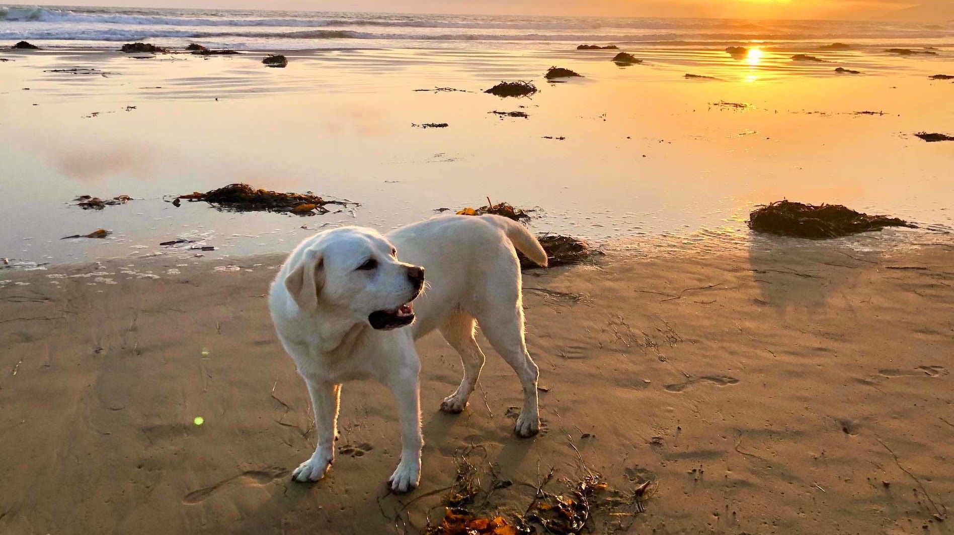 Maya dog at Pismo Beach