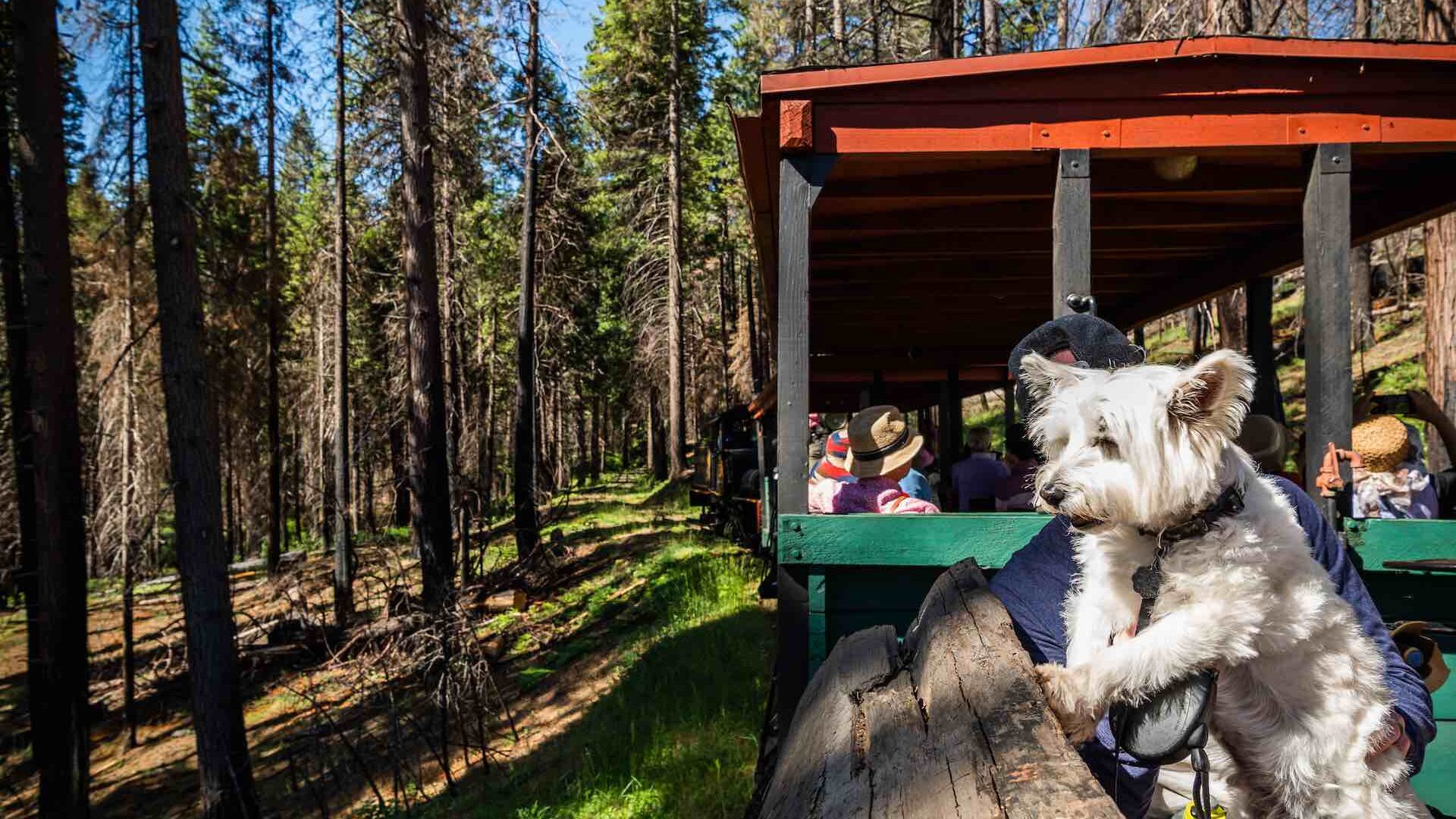 Dog on Mtn. Sugar Pine Railroad