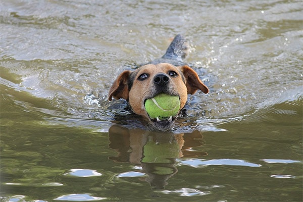 Dog playing at Tahoe Keys Resort