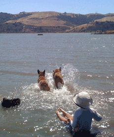 Dogs playing in the water in the East Bay