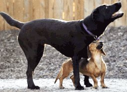 Tahoe City Dog Park