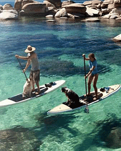 Dog-friendly Beaches at Lake Tahoe