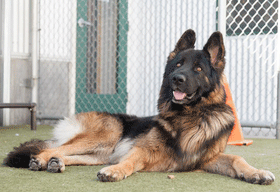 Travis the dog at the shelter