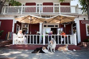 Dogs In Front of Deck