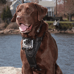 Tru-fit harness with wearable camera