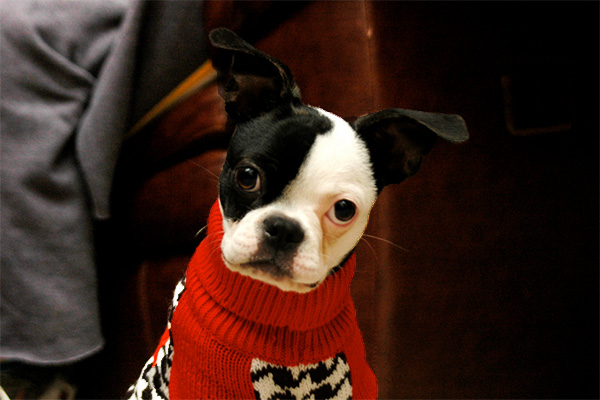 Dog in ugly Christmas sweater