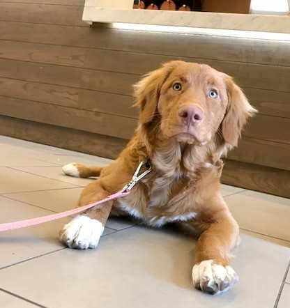 Ursa, Hyatt House dog