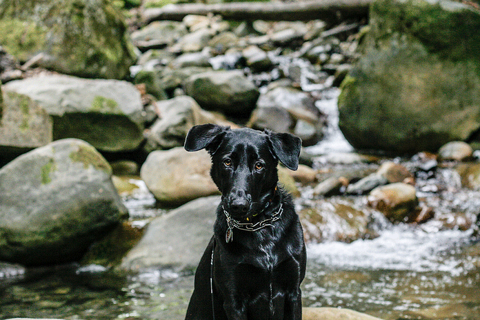 Dog on waterfall hike