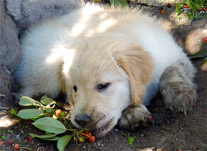 Toxic plants and dogs