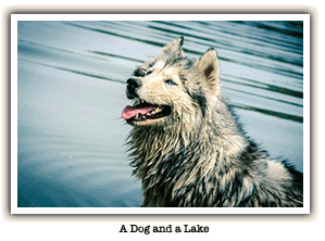 wet husky dog