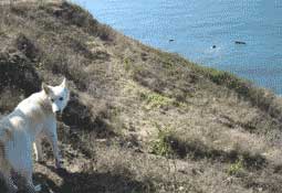 White dog at Lands End. Photo Edward Kim