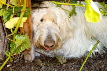 Dogs at Concannon Winery