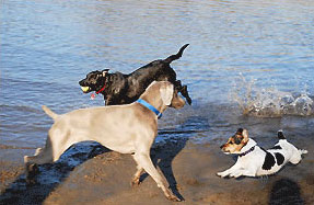 Dogs playing on beach