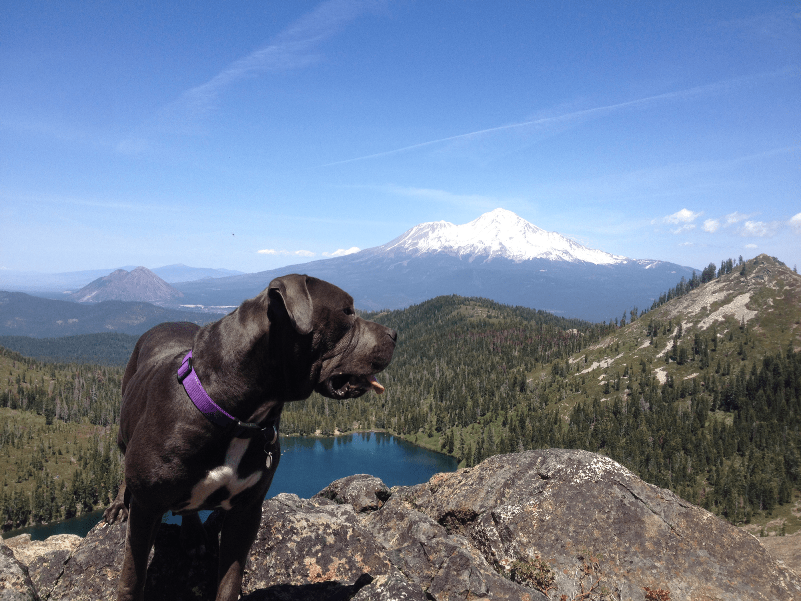 Shasta Dog