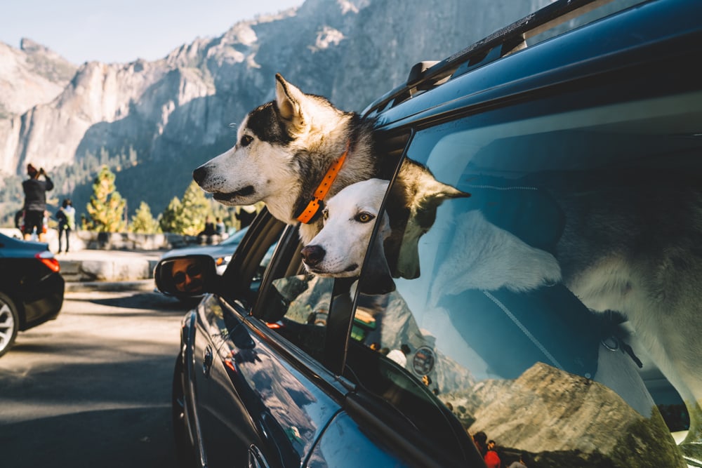 travel with dogs