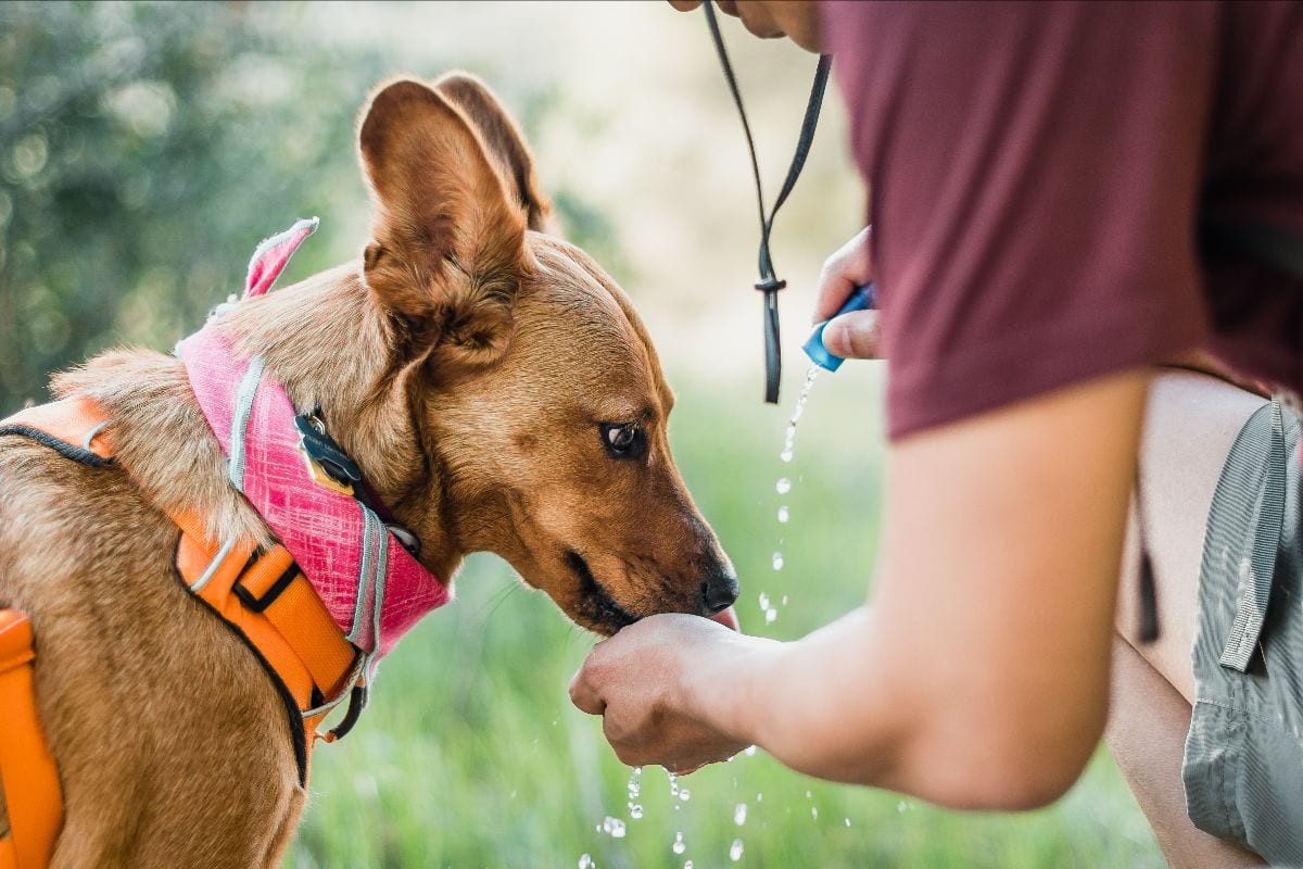 travel with dogs