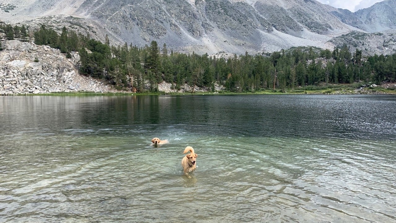 yellow labs swim in alpine lake