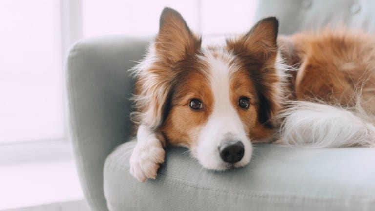 Border collie dog lying on the couch