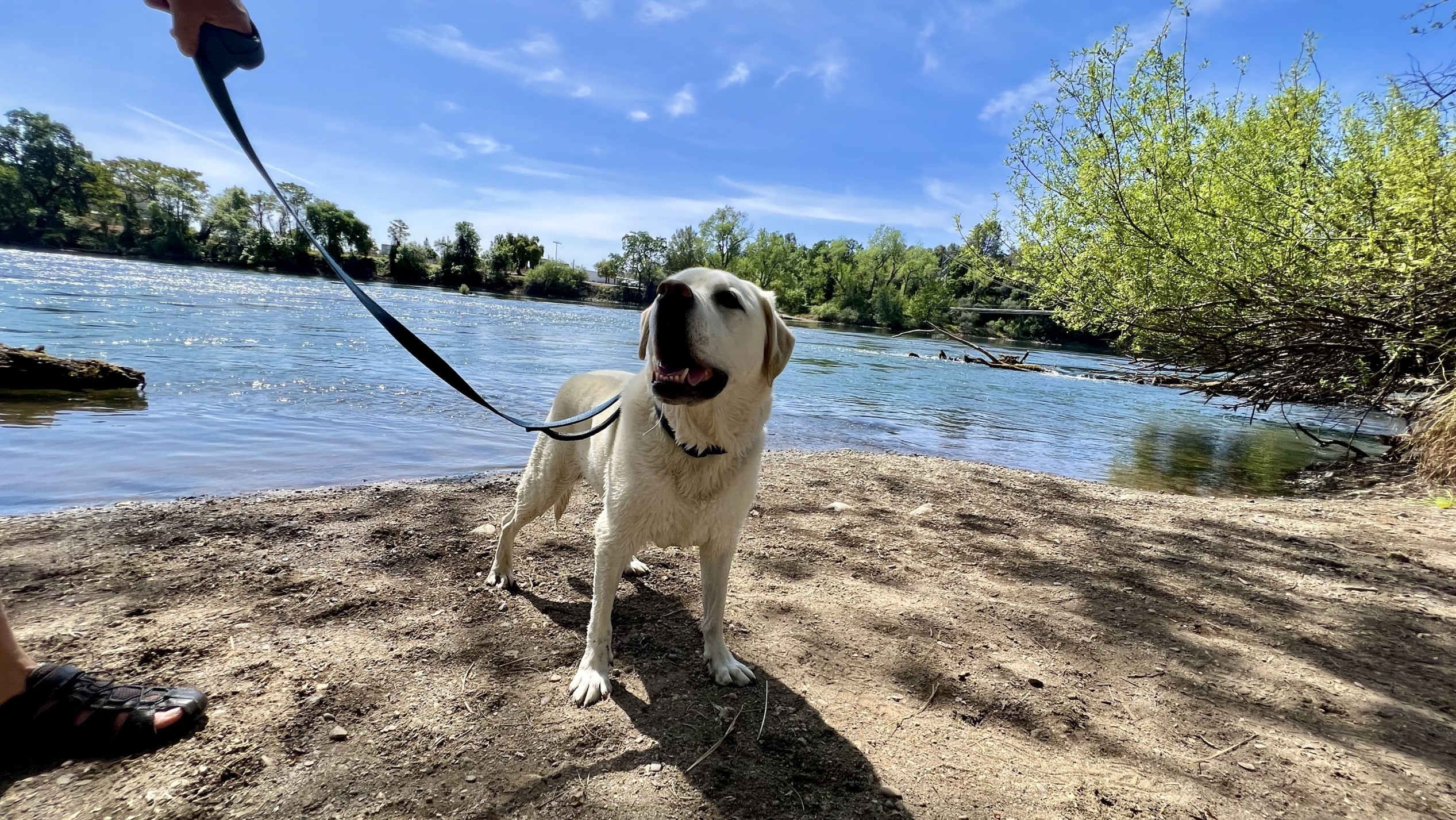 Maya at the Sacramento River near Redding. Photo by Dave Kendrick