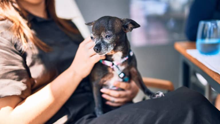 Woman holding cute chihuahua dog sitting at restaurant