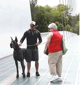 Dog on bridge